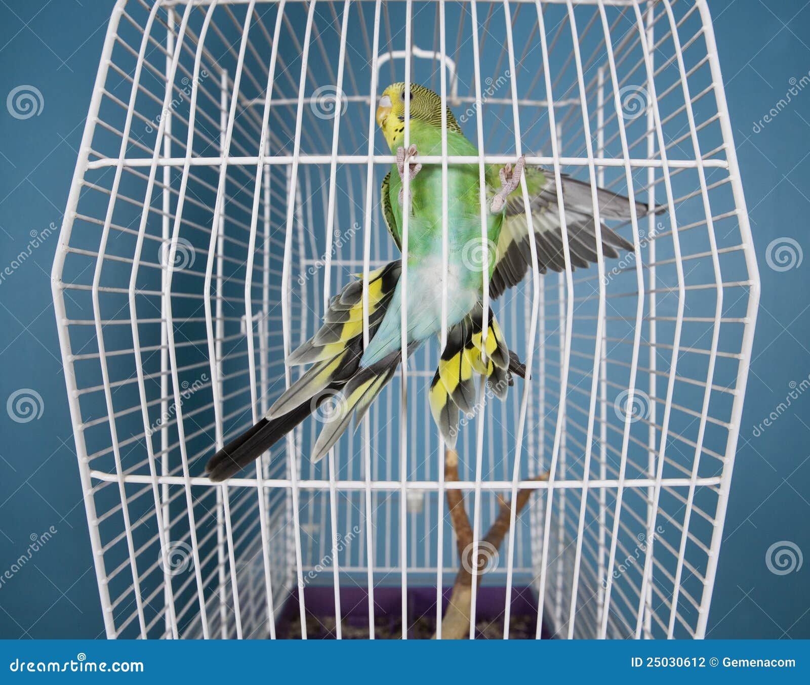Flying Pet Bird stock photo. Image of flying, parakeet 25030612