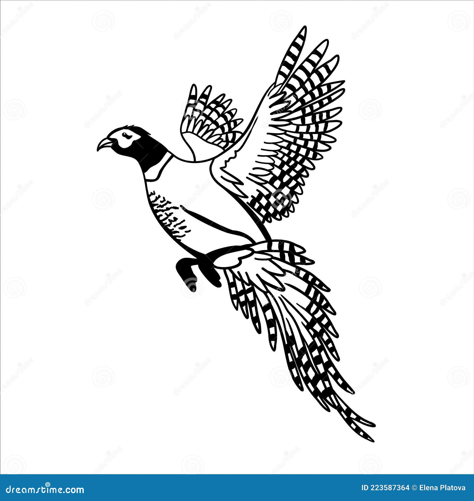 Flying Pheasant. Vector Black Image of Bird Isolated on White