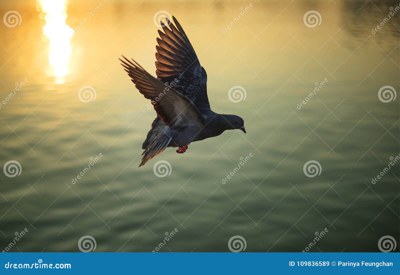 Flying pigeon on lake at sunset : Close up