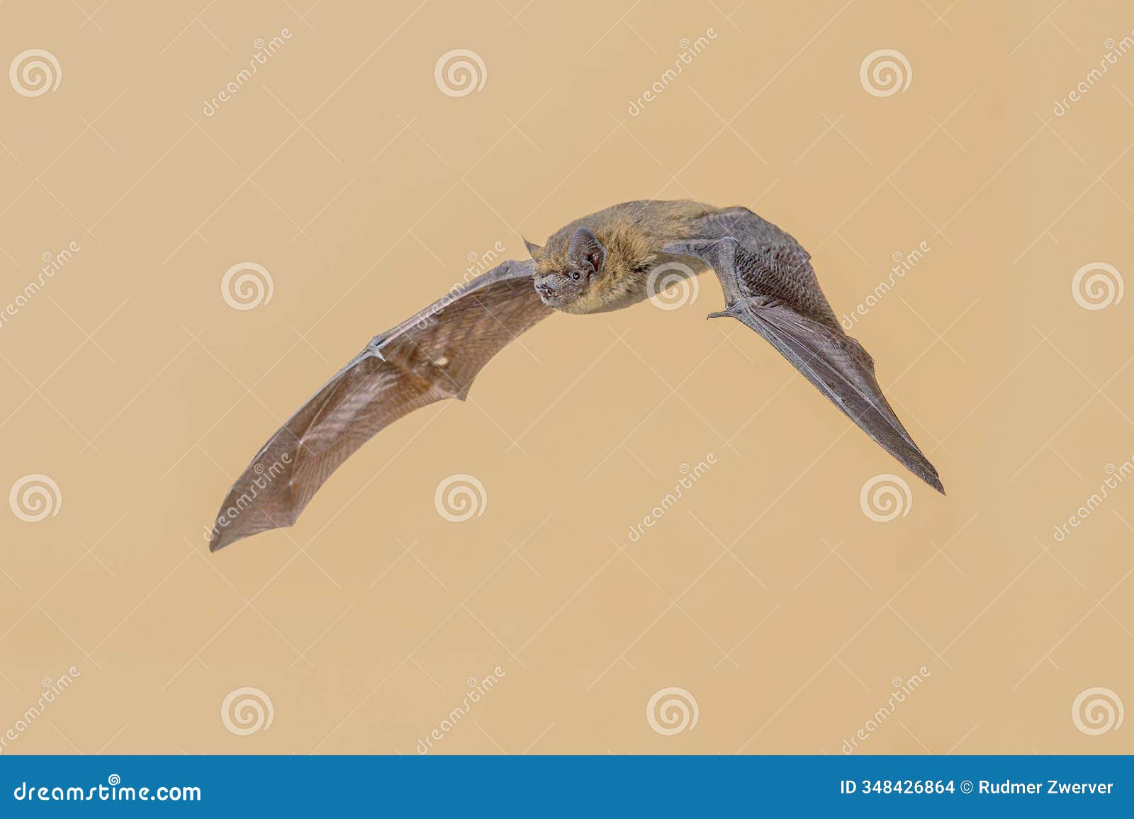 flying pipistrelle bat from above on bright background