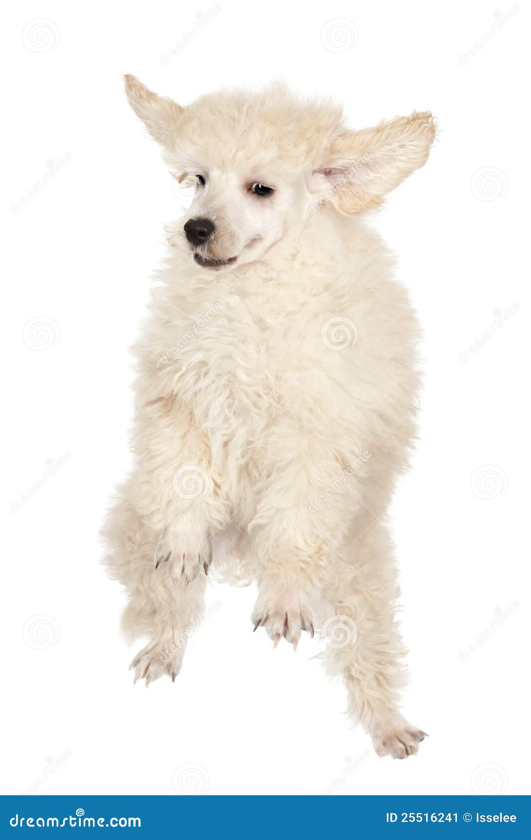 Flying Poodle puppy stock image. Image of purebred, falling 25516241