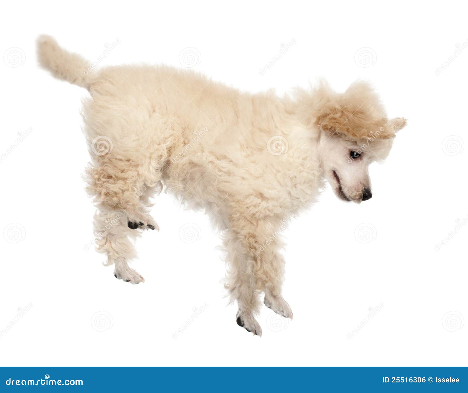 Flying Poodle puppy stock photo. Image of humor, vertebrate 25516306