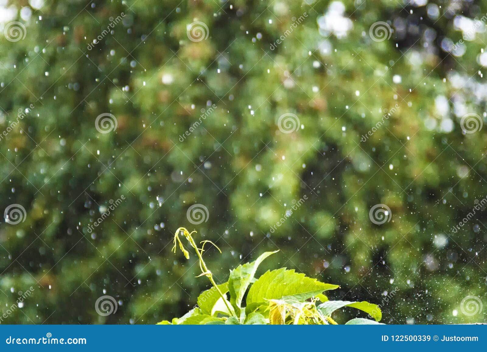 flying raindrop in the garden splashes, a sprout on the background of rain