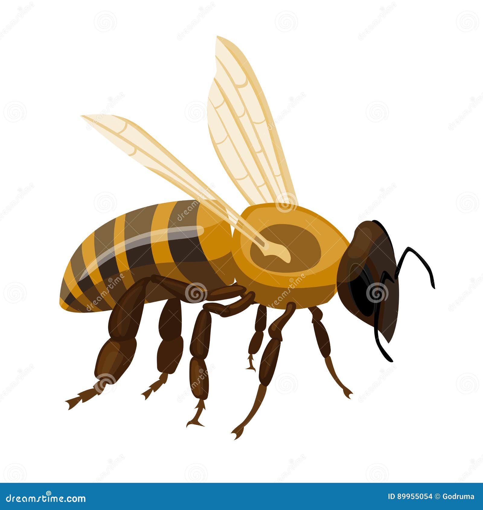 Flying Realistic Honey Bee Close-up Hand Drawn Pattern on White Stock  Vector - Illustration of antenna, fluffy: 89955054