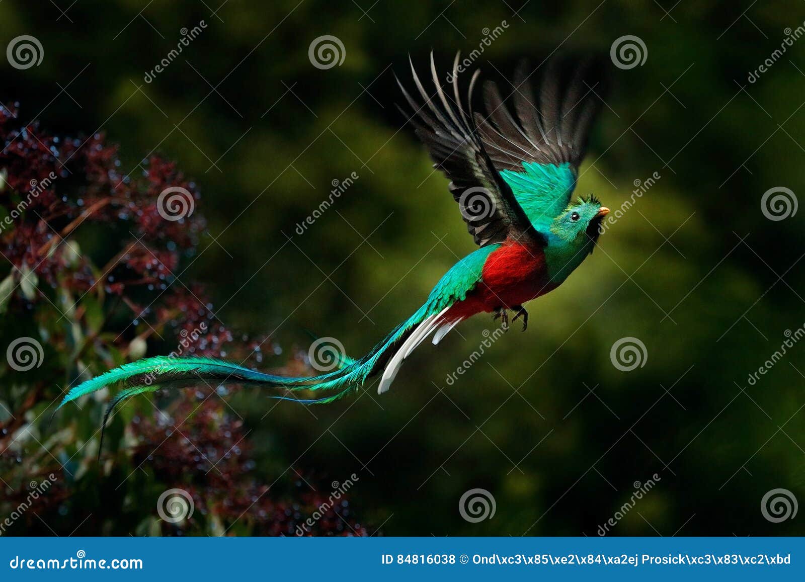 flying resplendent quetzal, pharomachrus mocinno, savegre in costa rica, with green forest background. magnificent sacred green an