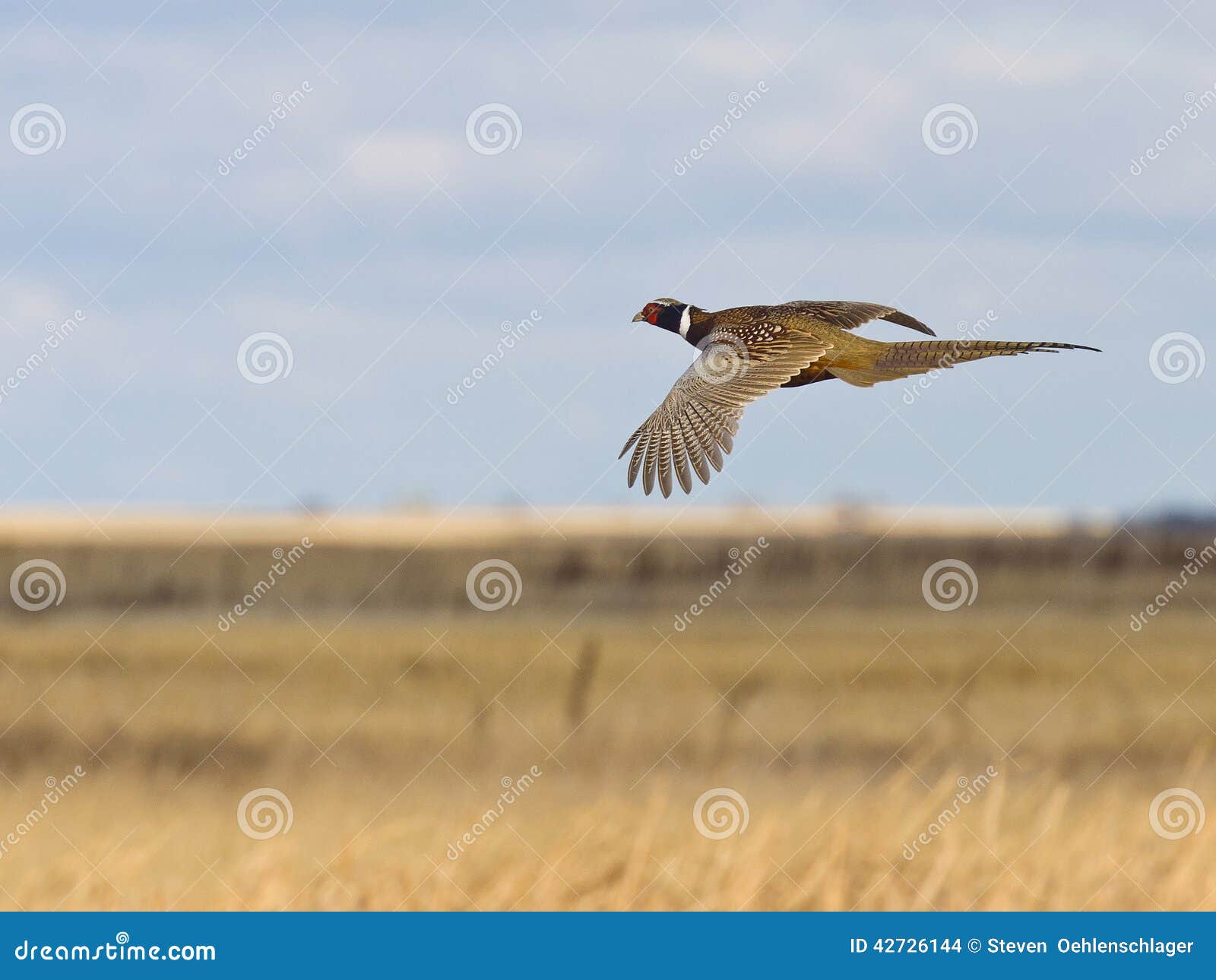 flying rooster pheasant