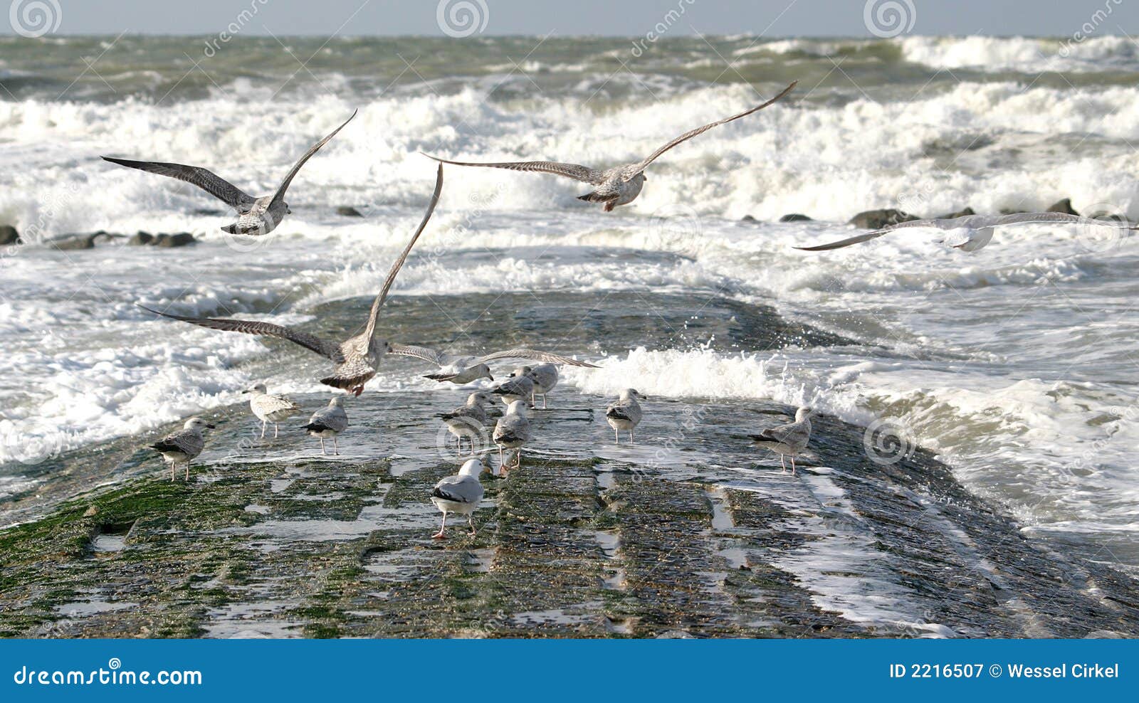 flying sea-gulls and wild sea