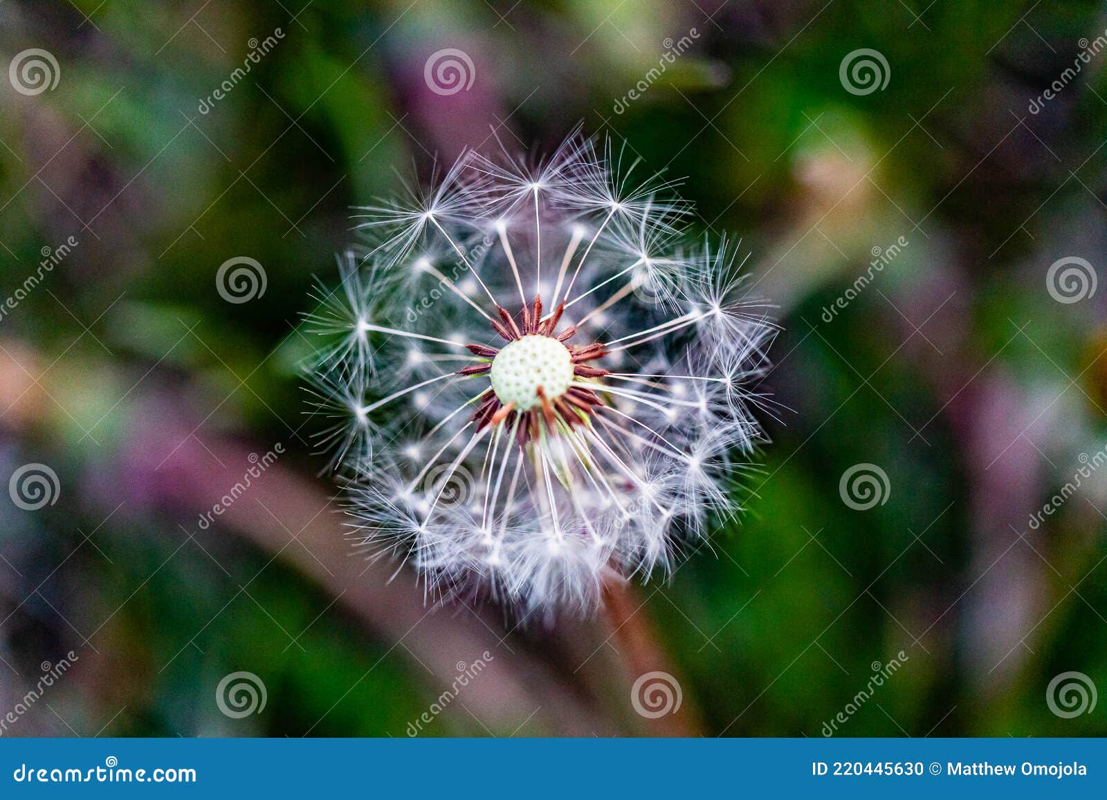 flying seeds of taraxacum, commonly known as dandelion arranged on its receptacle ready to fly or disperse for new beginning