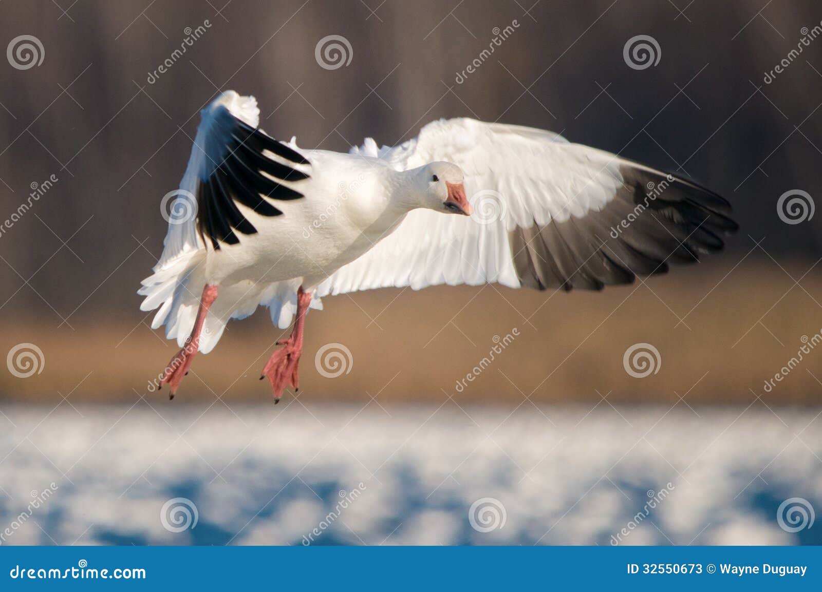 flying snow goose (chen caerulescens)