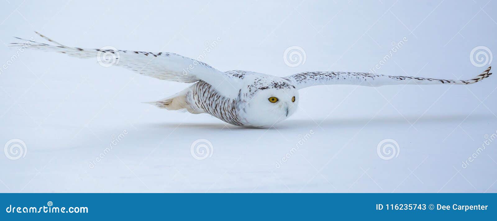 Snowy Owl Flying