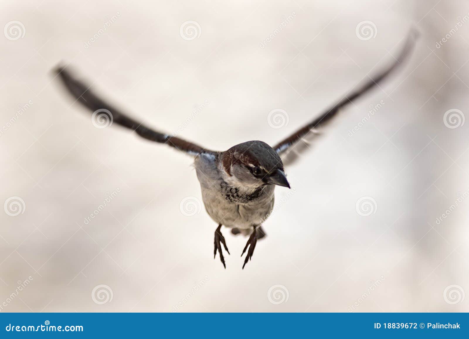 sparrow flying sparrow flying