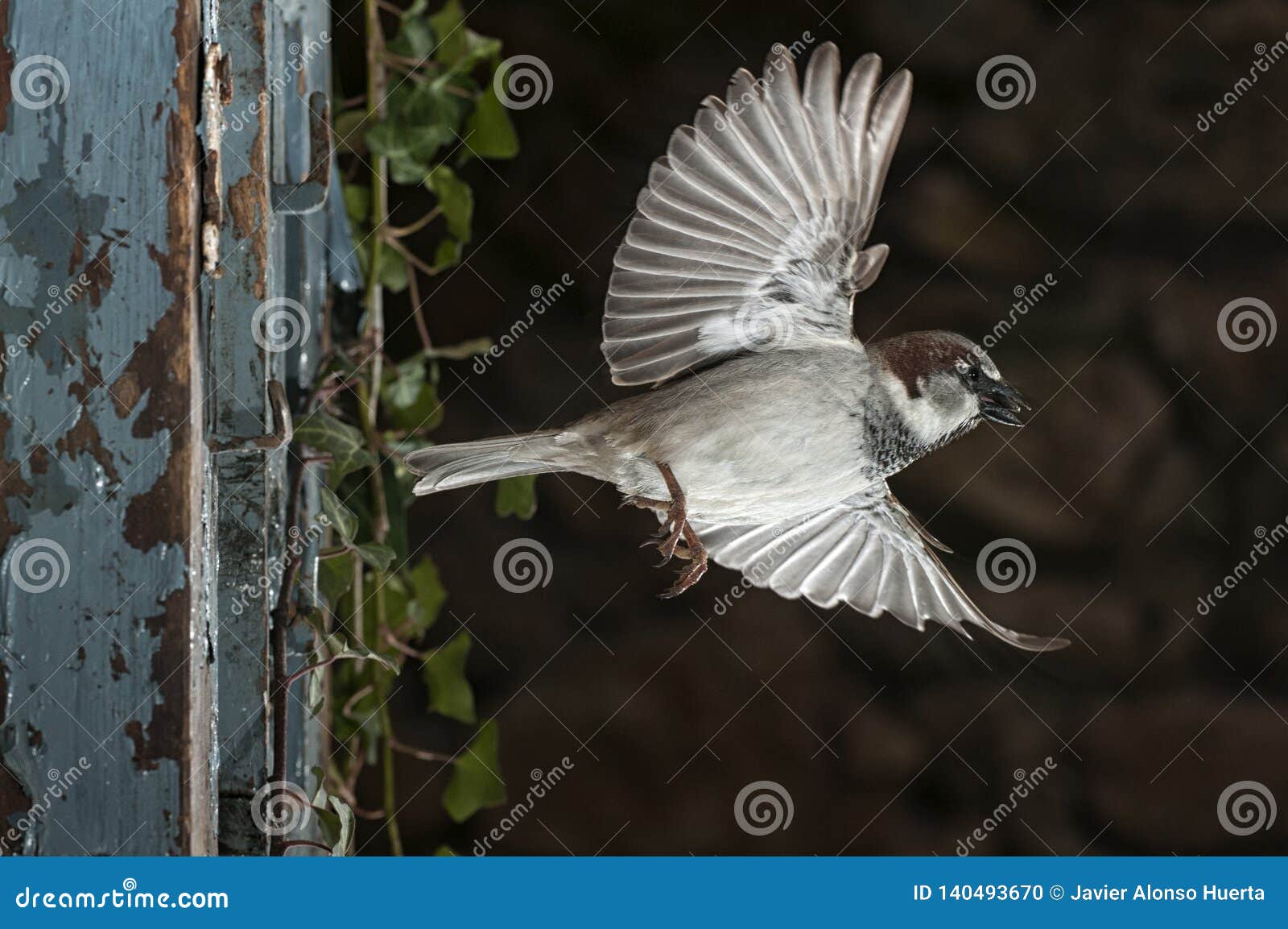 sparrow flying sparrow flying