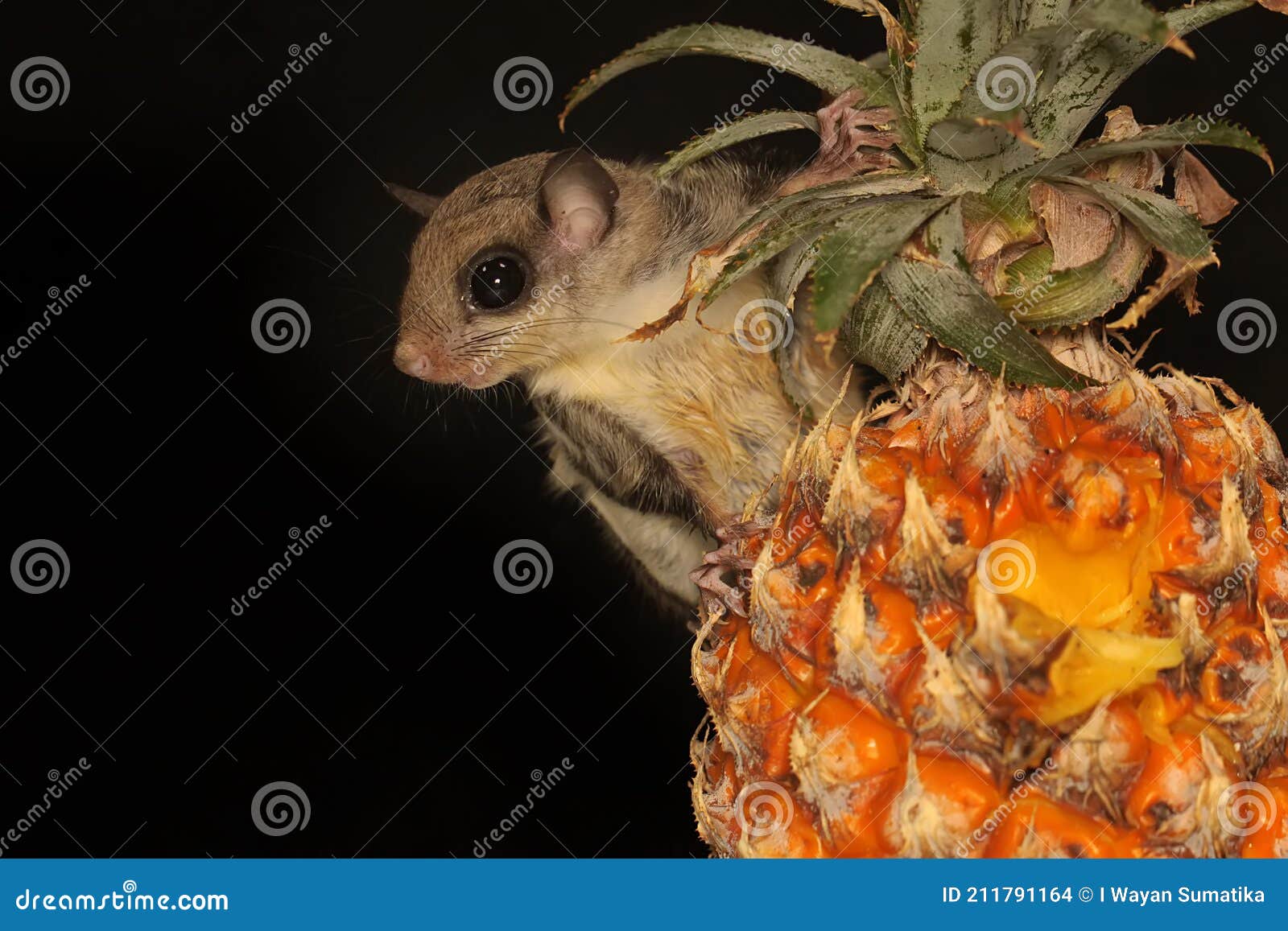 A Flying Squirrel Lomys Horsfieldi is Eating Pineapple. Stock Photo - Image of berry, flying: 211791164 A Flying Squirrel Lomys Horsfieldi is Eating Pineapple. Stock Photo - Image of berry, flying: 211791164