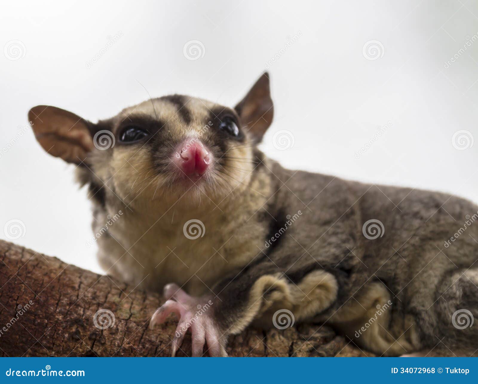 Flying Squirrel, Sugar Glider Stock Photo - Image of wild, opossum: 34072968
