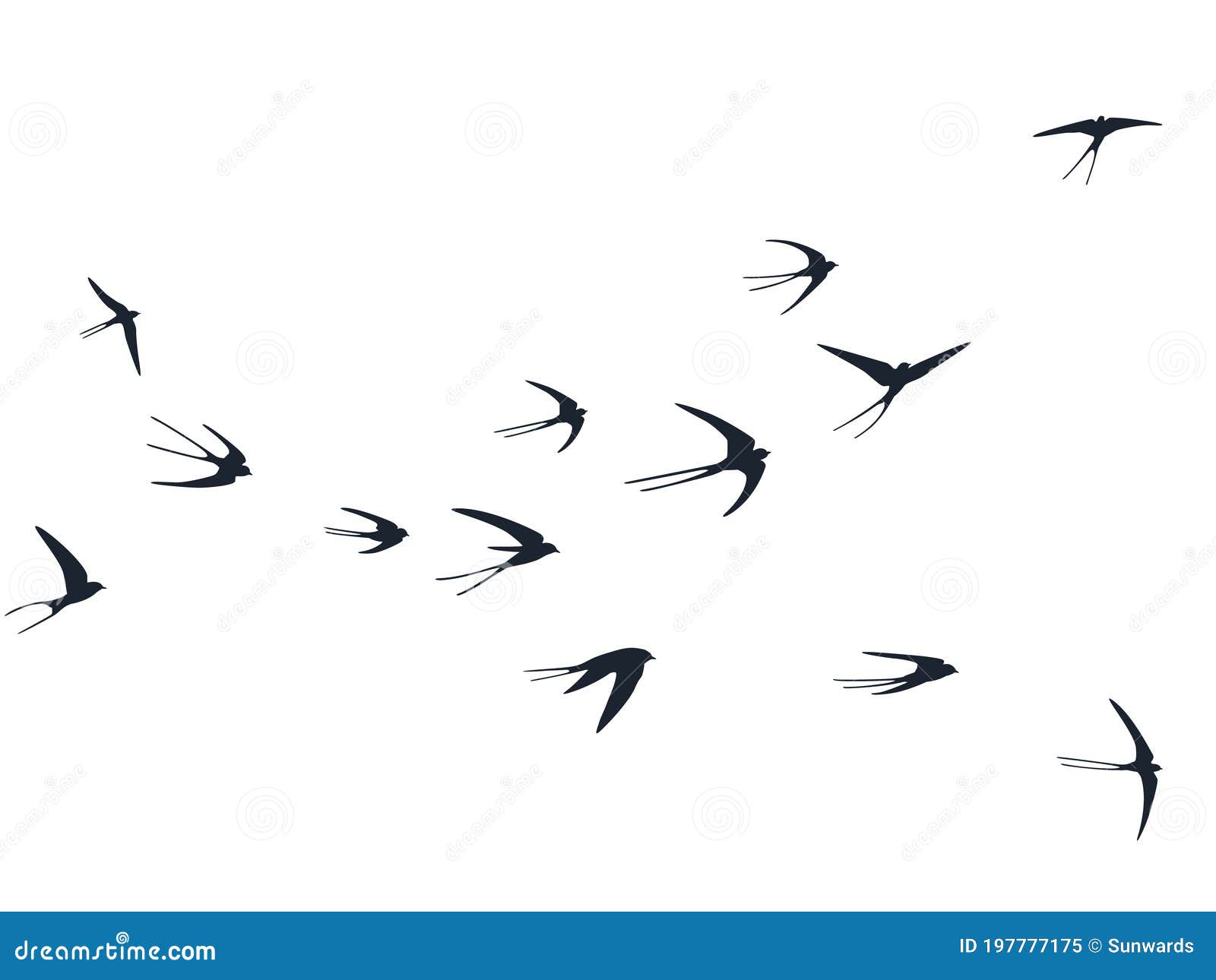 flying swallow birds silhouettes  . nomadic martlets bevy  on white.