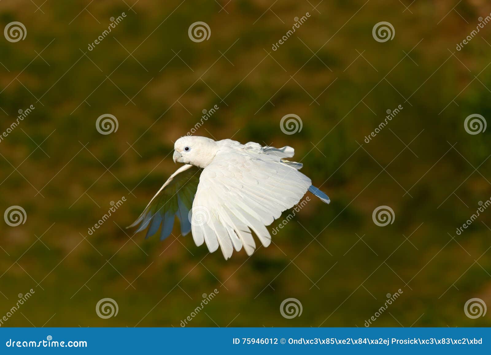 flying white parrot. solomons cockatoo, cacatua ducorpsii, flying white exotic parrot, bird in the nature habitat, action scene fr