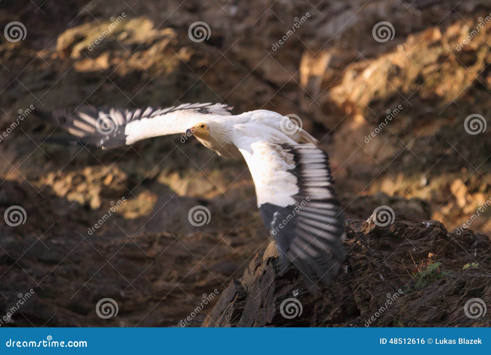 flying white scavenger vulture