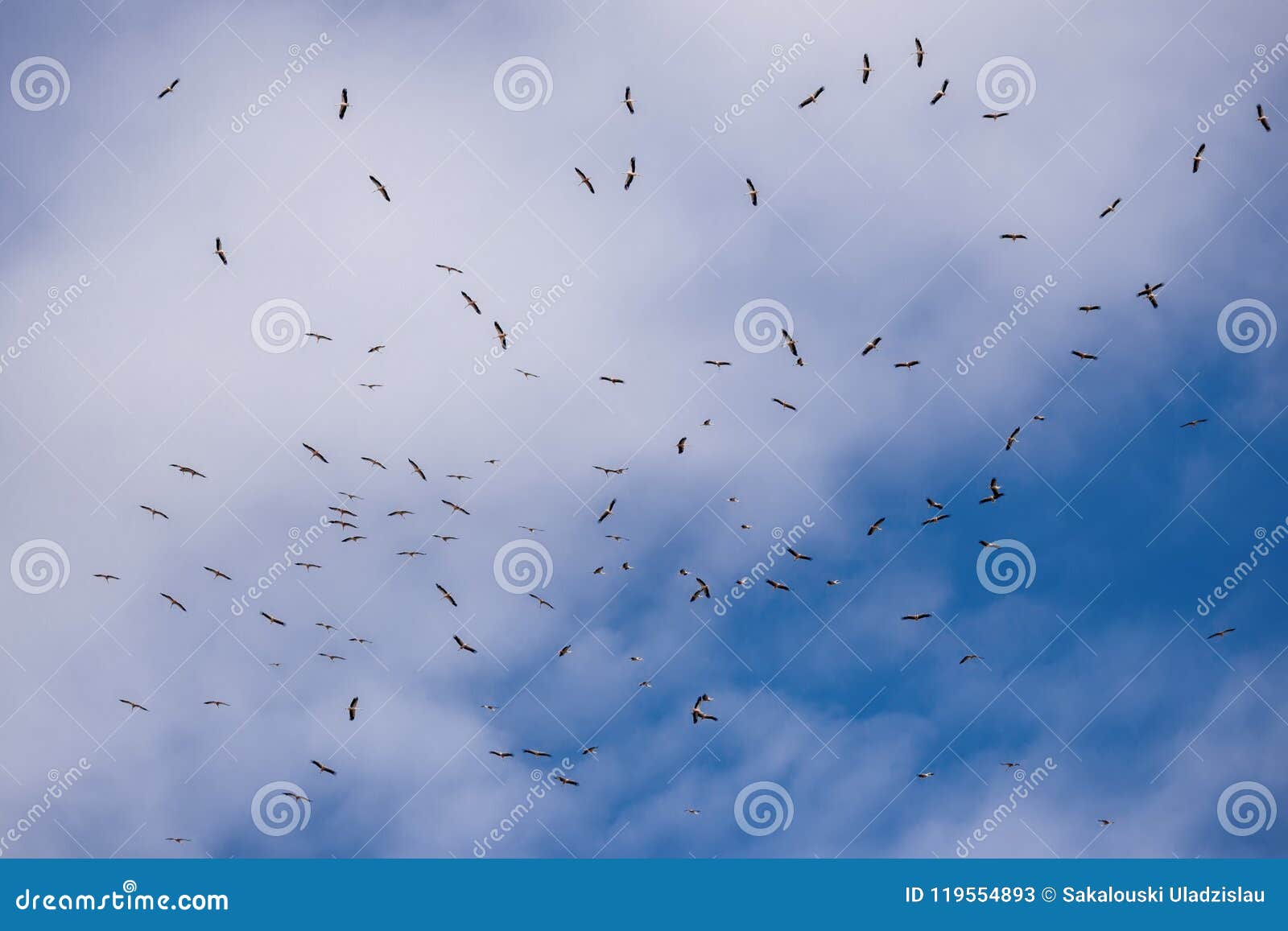 flying white storks. a flock of flying stork ciconia ciconia against the background of a cloudy sky.scene from the wild nature