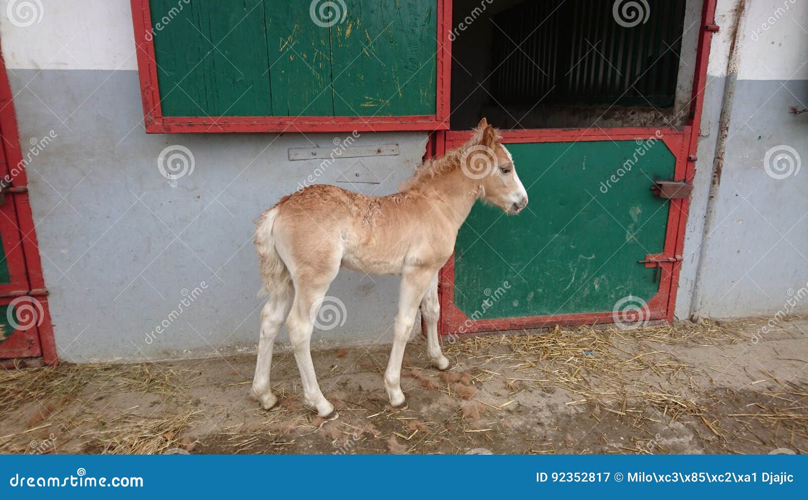 Foal. Veulen in de boorzaal