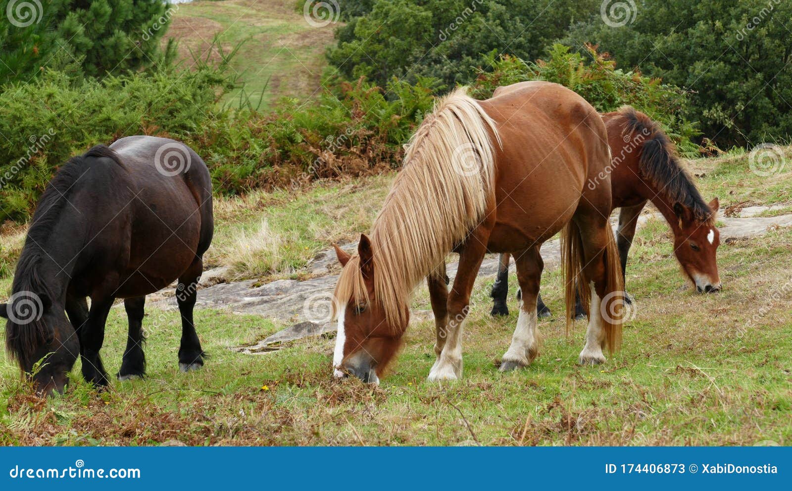 Foal and Brown Horses Grazing in the Bush Stock Image Image of