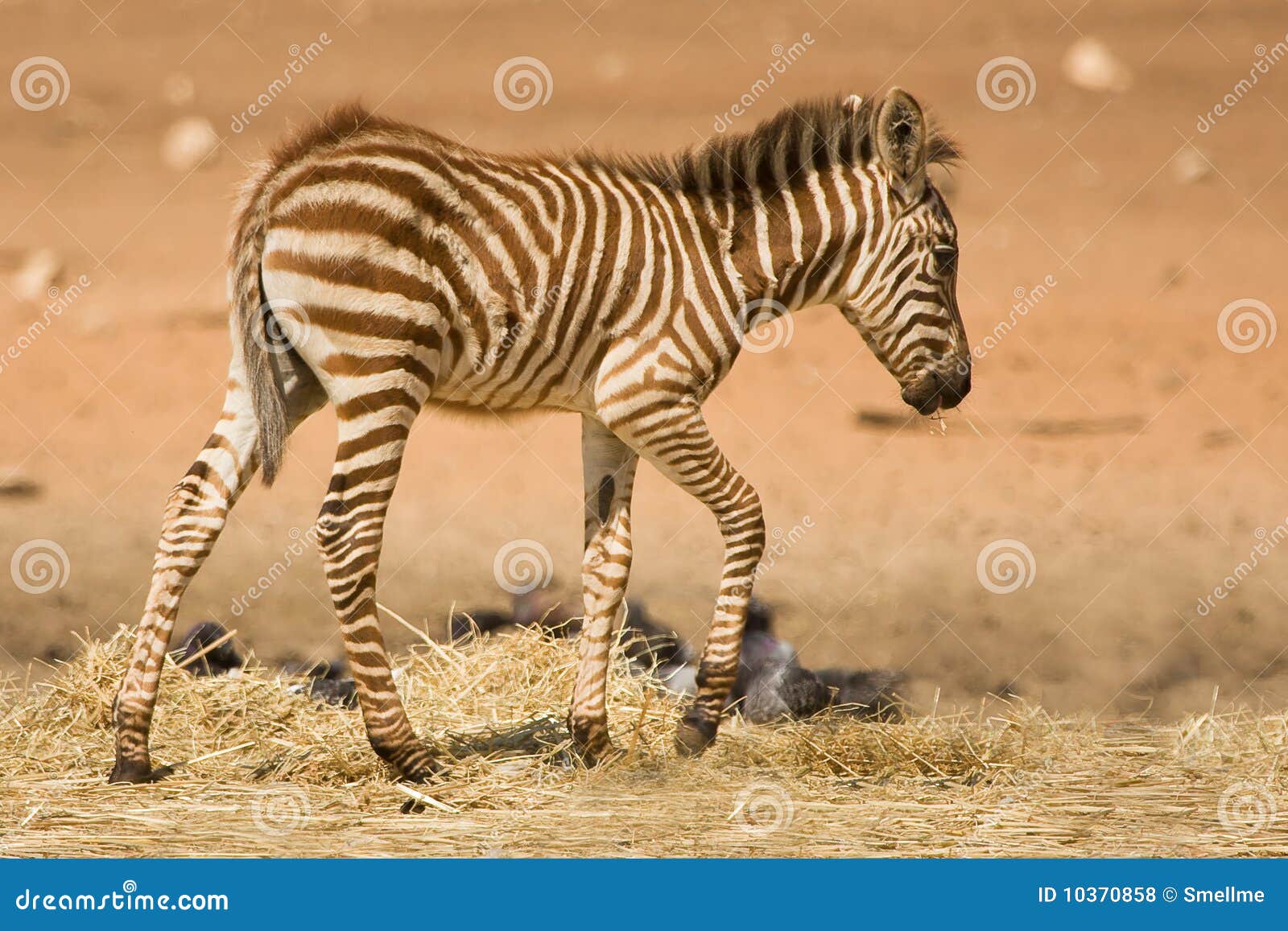 Foal della zebra del Grant, boehmi del quagga del Equus