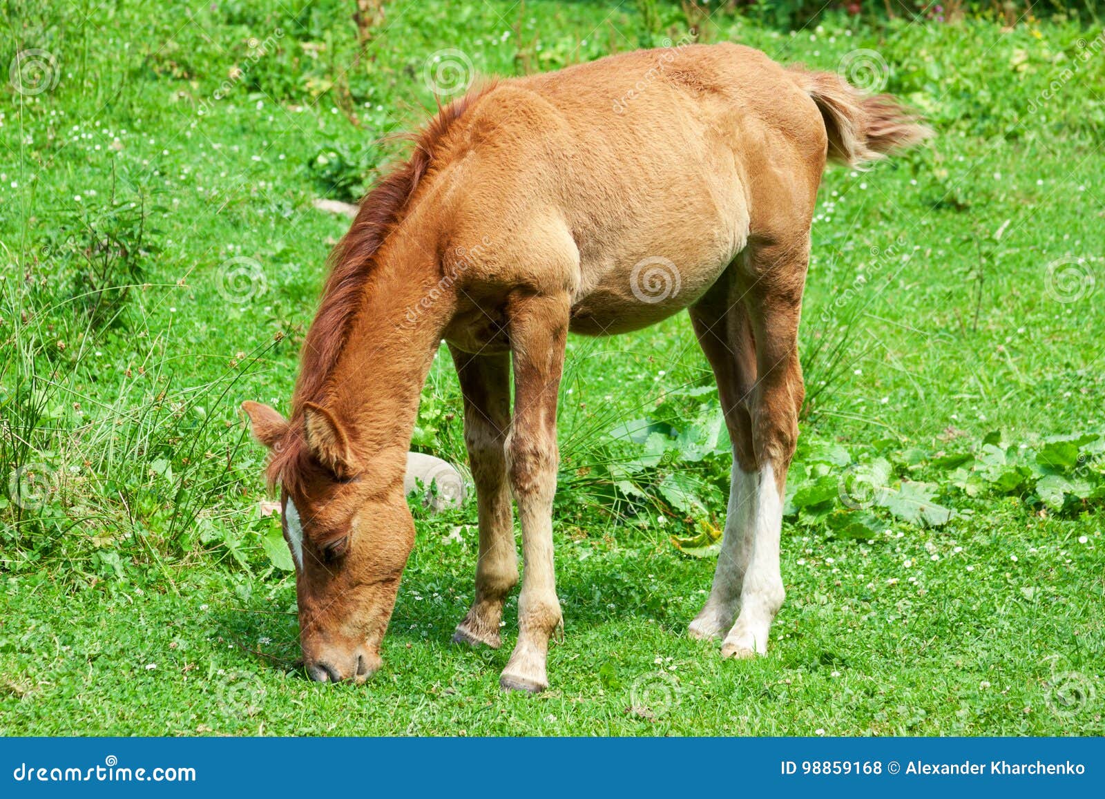 Foal Eat Grass in a Forest Glade Stock Photo Image of equestrian