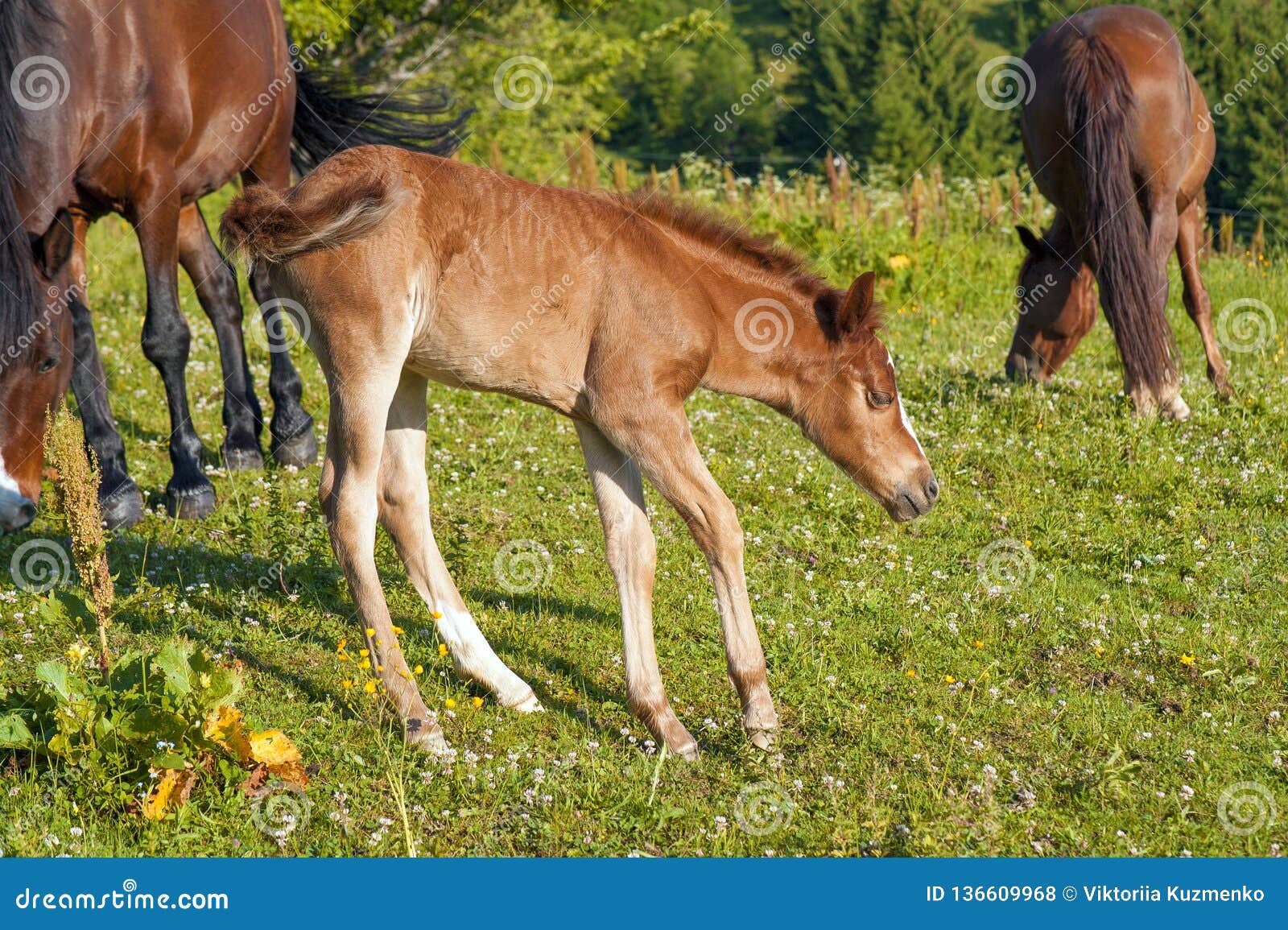 Brown Mare and Foal Grazing Together in a Pasture in the Carpathians in ...