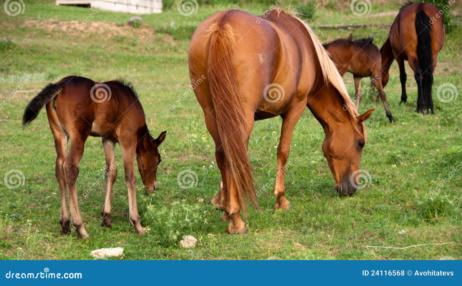 The Foal and Mare Eat a Grass on a Pasture Stock Photo Image of