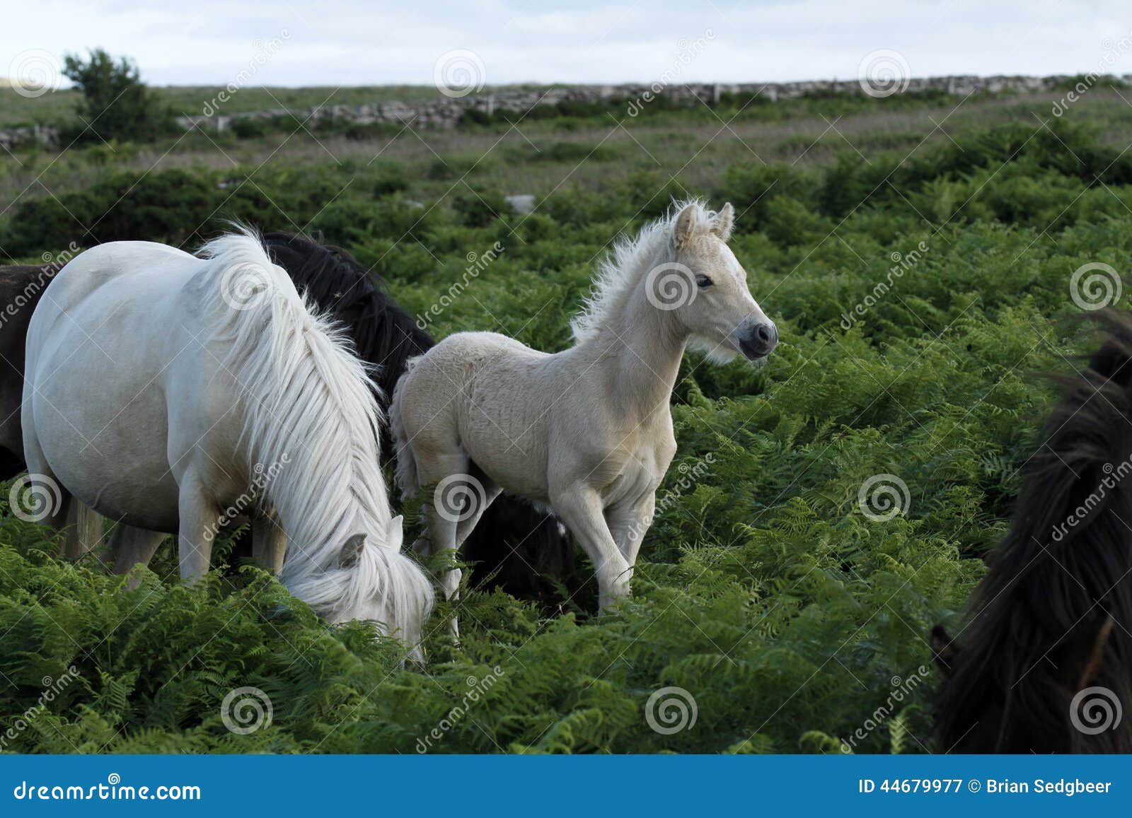 Foal Palomino Dartmoor. Τα πόνι Dartmoor ή Hill μπορούν να είναι οποιοδήποτε χρώμα