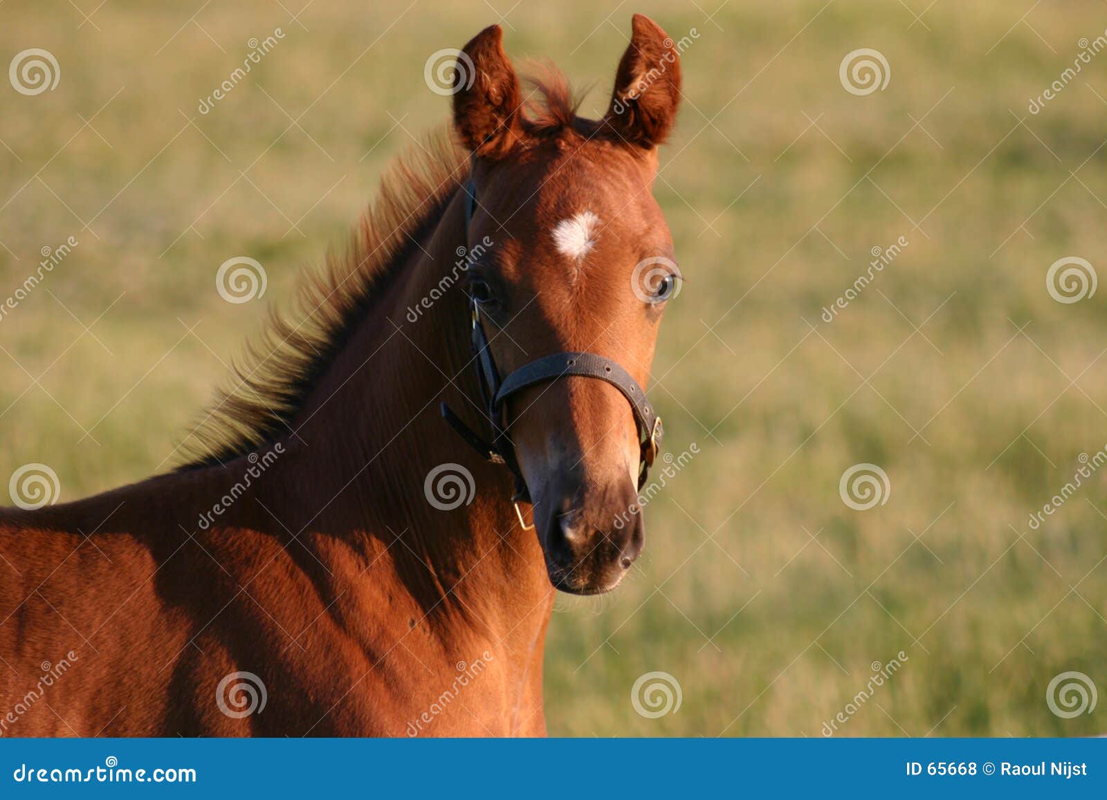foal raoul