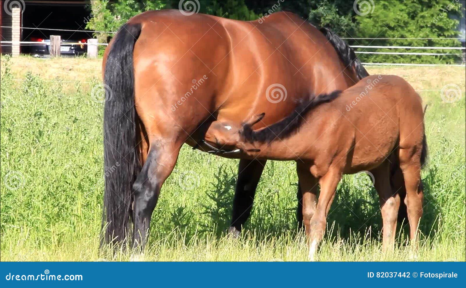 сосать у коня пьет сперму фото 44