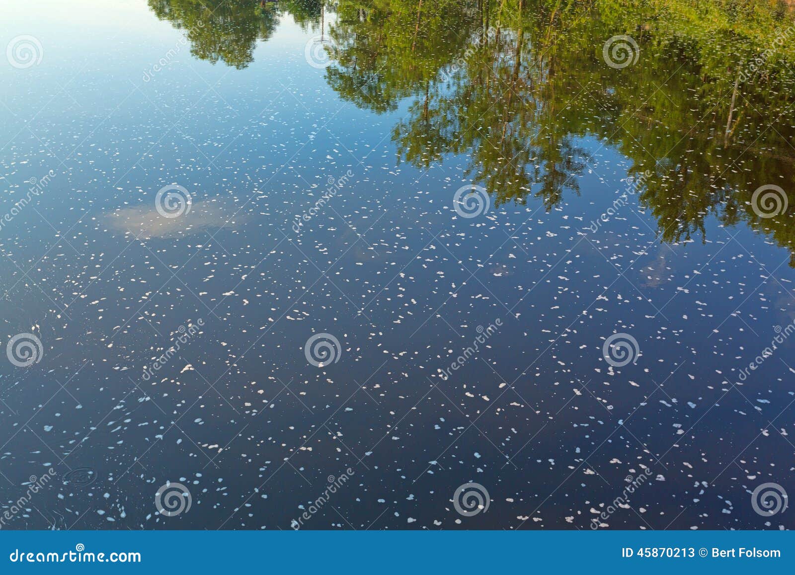 Foam Flecked Water with Reflection of Trees and Sky Stock Image Image