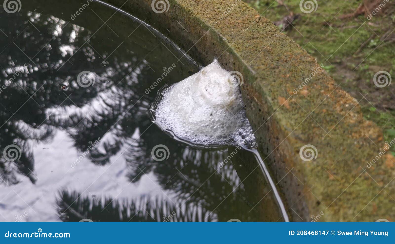 Foam Nest of Frog`s Egg Floating on the Surface Water. Stock Video
