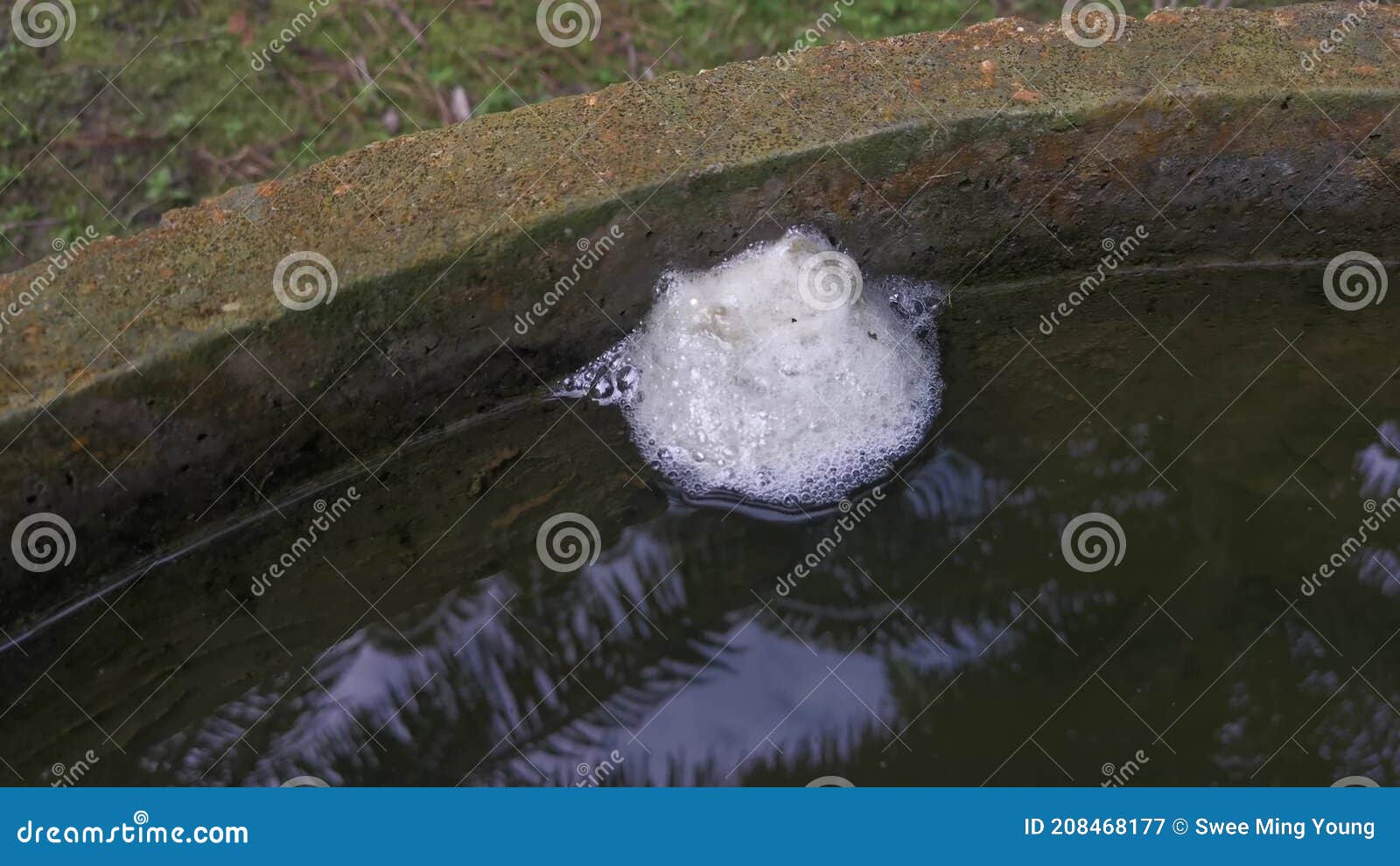 Foam Nest of Frog`s Egg Floating on the Surface Water. Stock Video