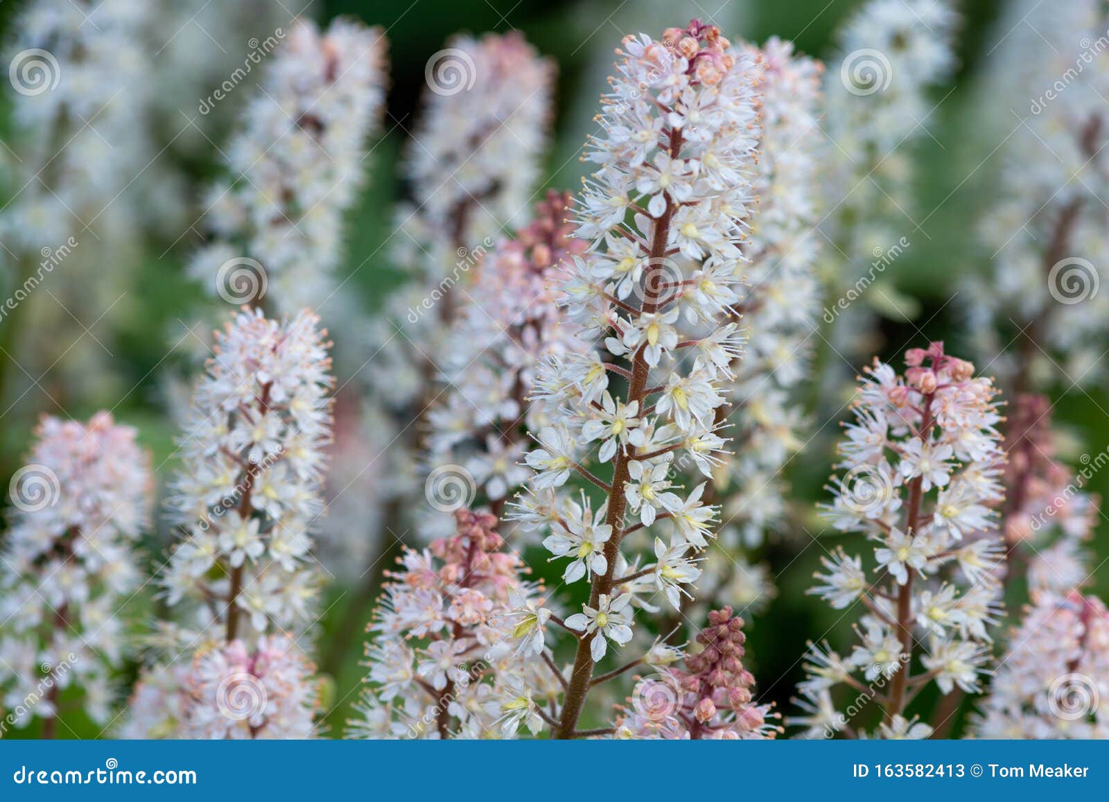 foamflower tiarella cordifolia