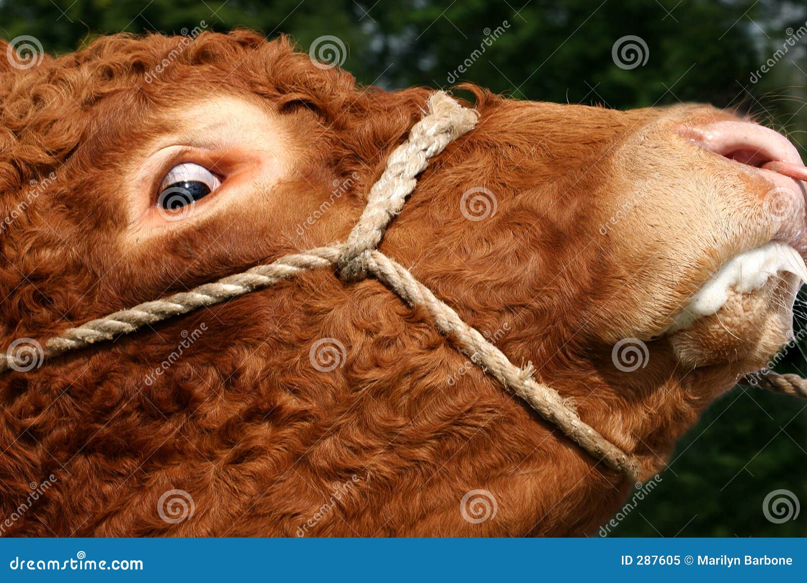 A Chained Up Mad Cow With A Foaming Mouth Stock Photo Download Image