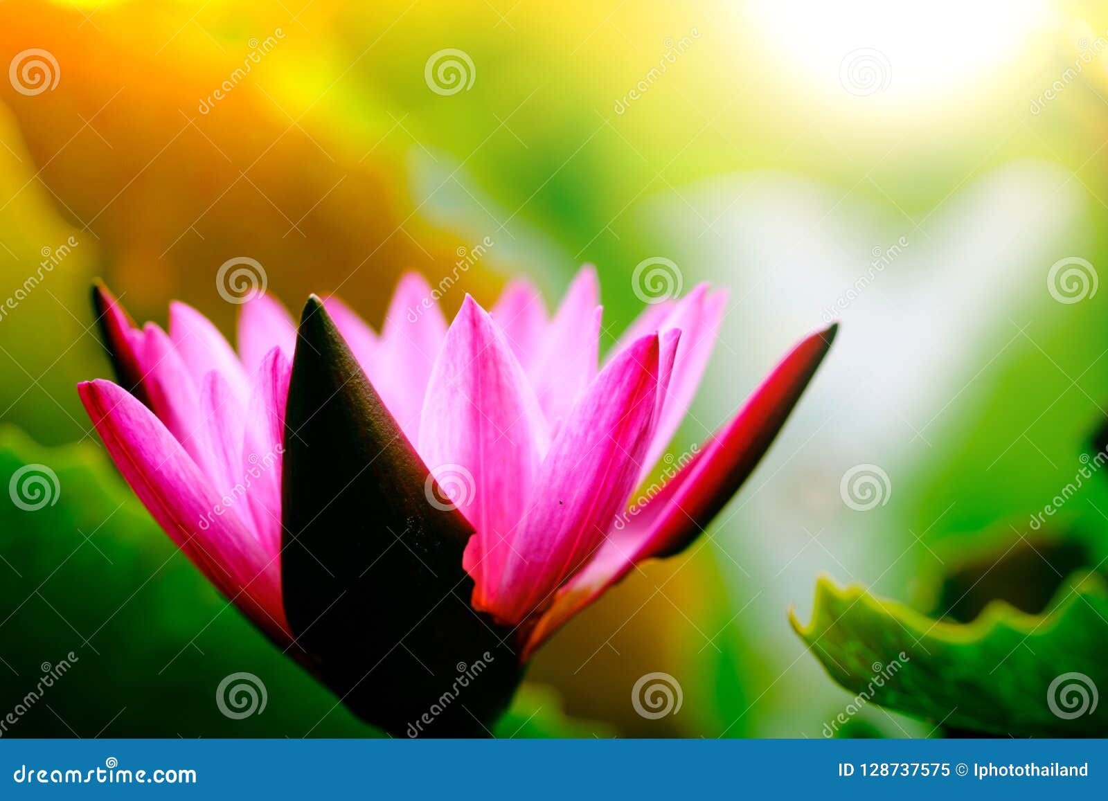 Foco seletivo no fundo natural cor-de-rosa de florescência de flor de lótus. Foco seletivo na folha cor-de-rosa de florescência de Lotus do fundo natural de flor de lótus, Lily Pad com espaço da cópia significado e simbolismo dos lótus em culturas do Hinduísmo, do budismo, do chinês e do egípcio