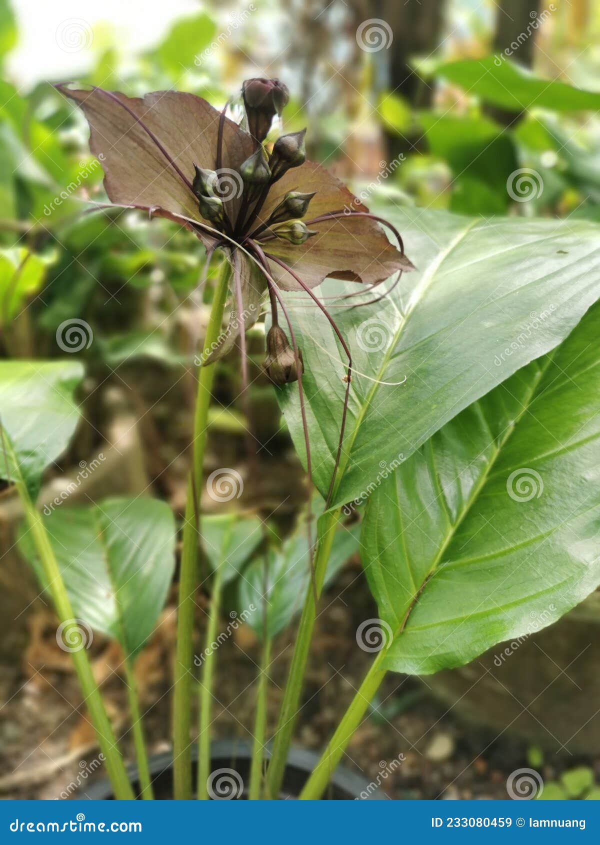 Foco Seletivo No Ponto Central Da Flor Do Morcego Ou Da Lily Negra Ou Tacca  Chantrieri Andre No Jardim Imagem de Stock - Imagem de wildlife, chuva:  233080459