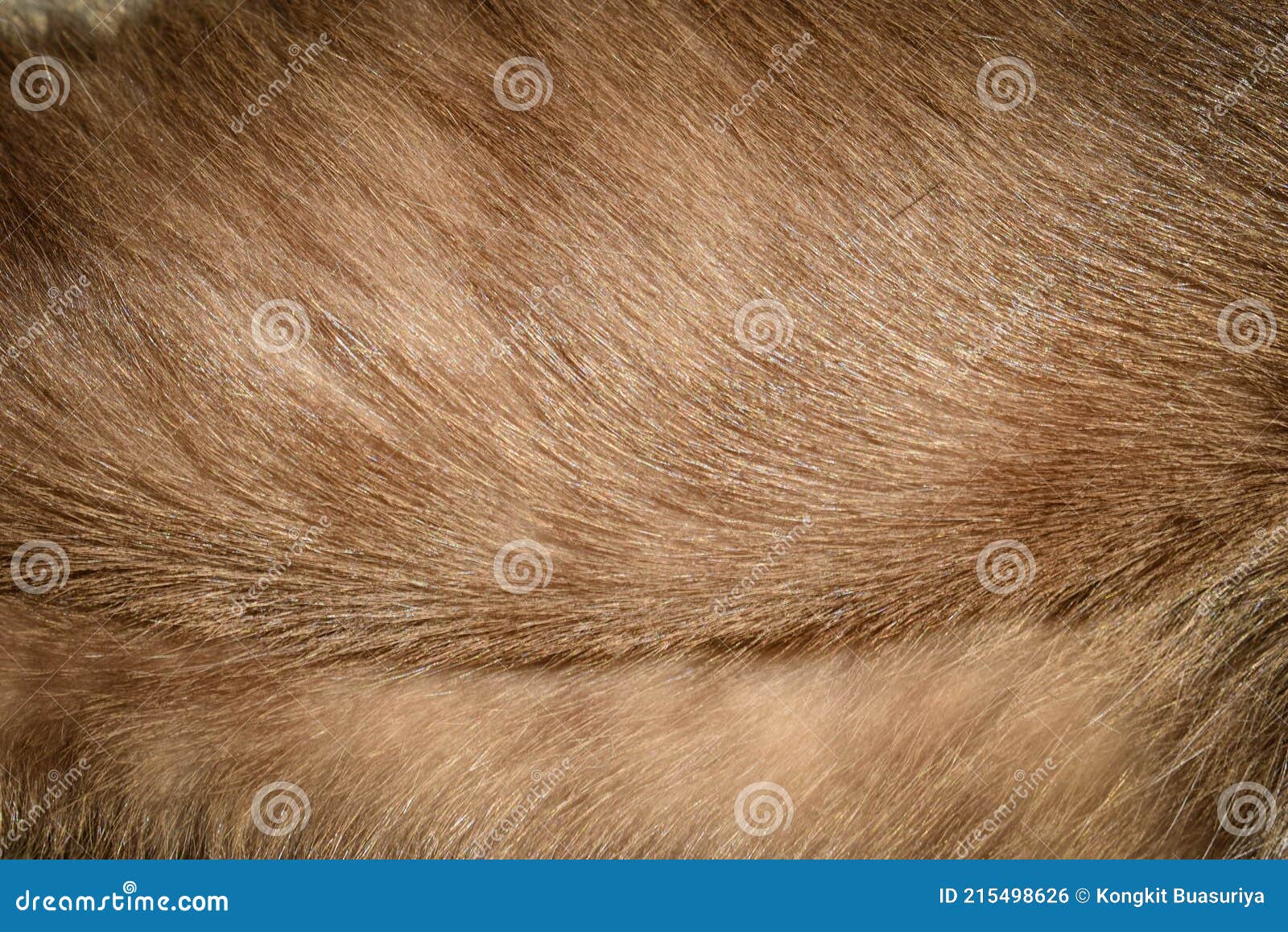 Focus of Hairs Cat , Cat Fur Texture Stock Photo Image of closeup, template 215498626