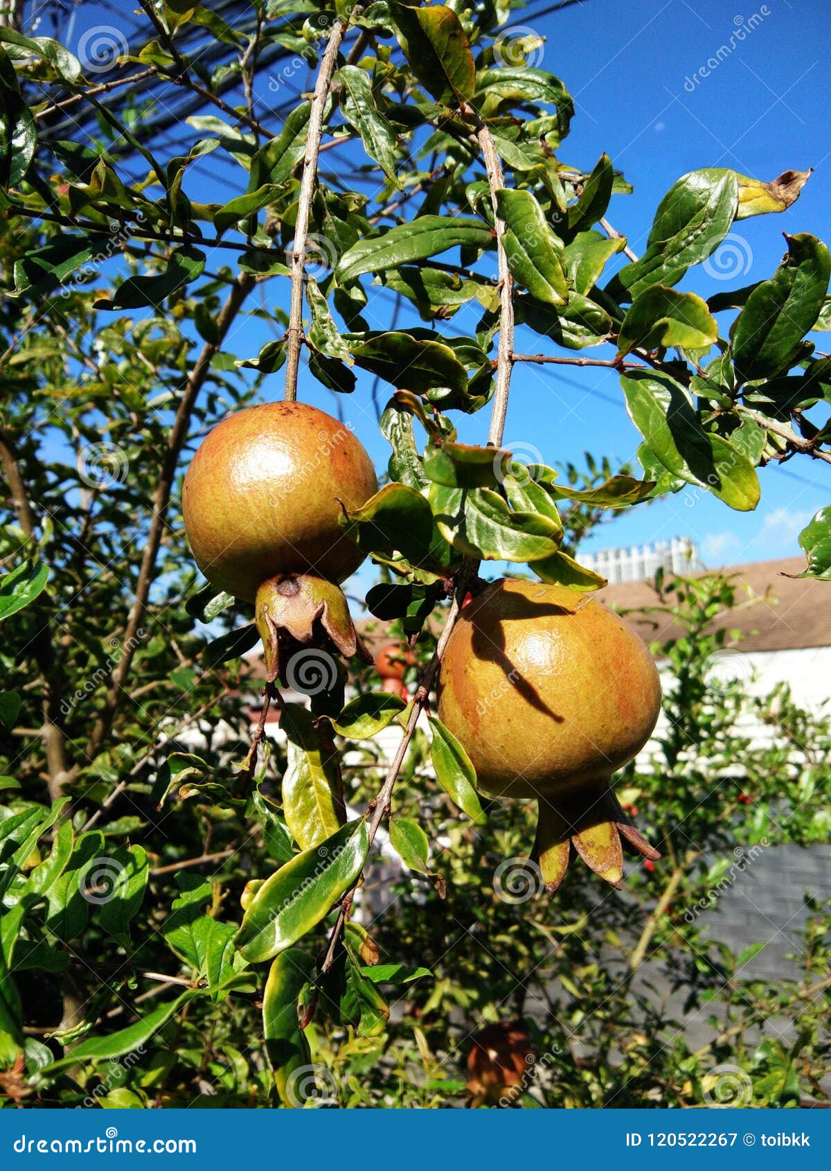 focus on pomegranate fruits on tree