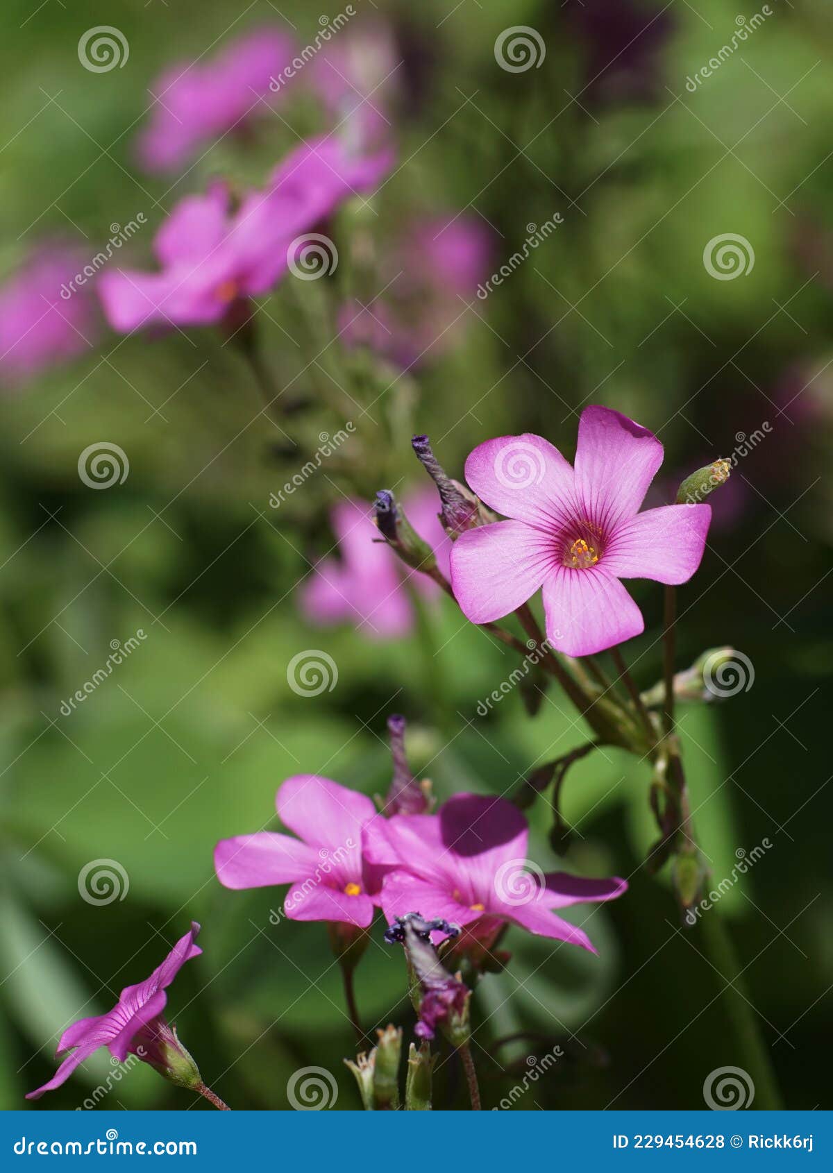 focus on a singe pink sorrel flowers blooming in the spring field.