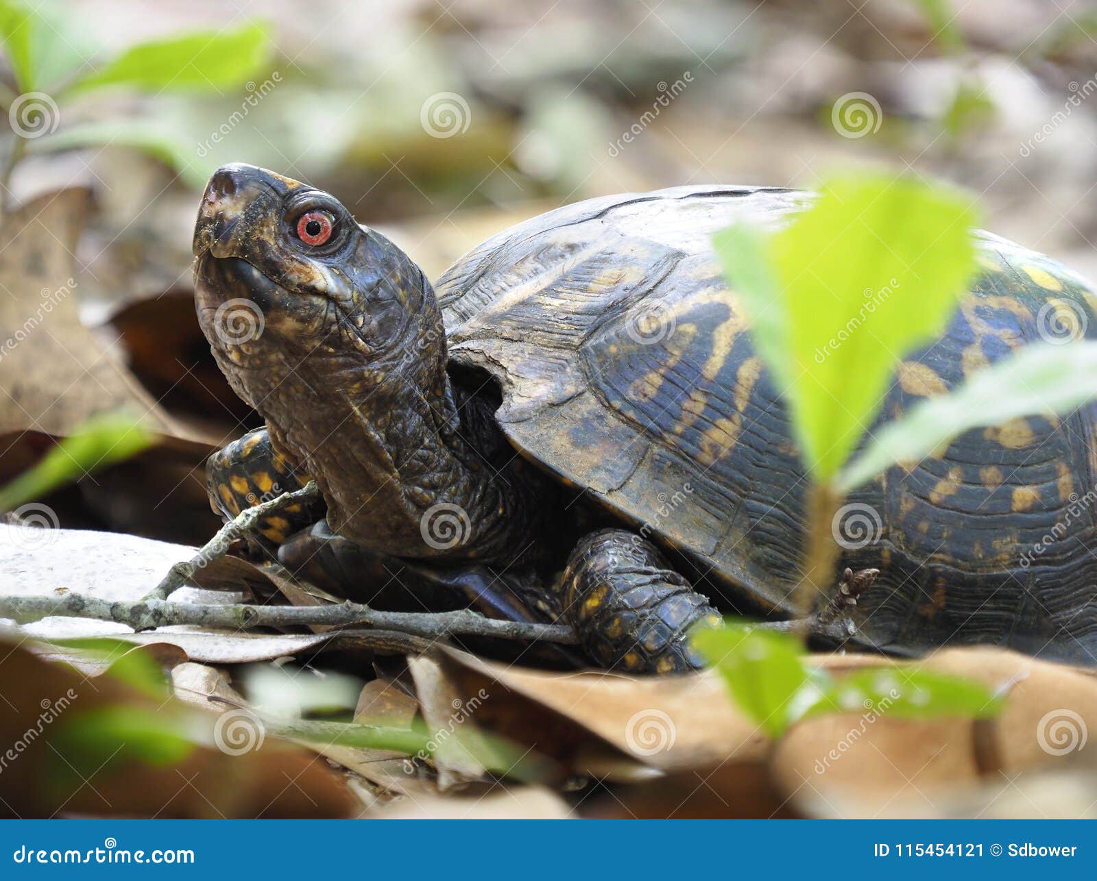 Box Turtle Identification Chart