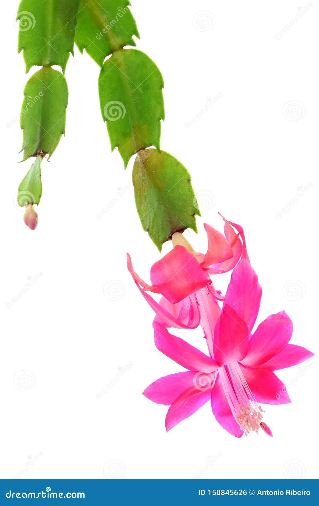 Цветущий Кактус шлюмбергера рисунок