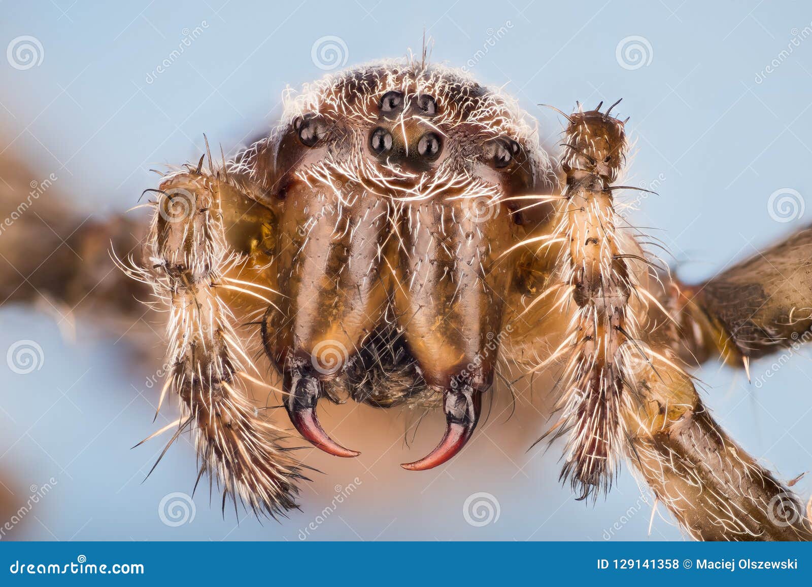 European Garden Spider Diadem Spider Cross Spider Crowned Orb