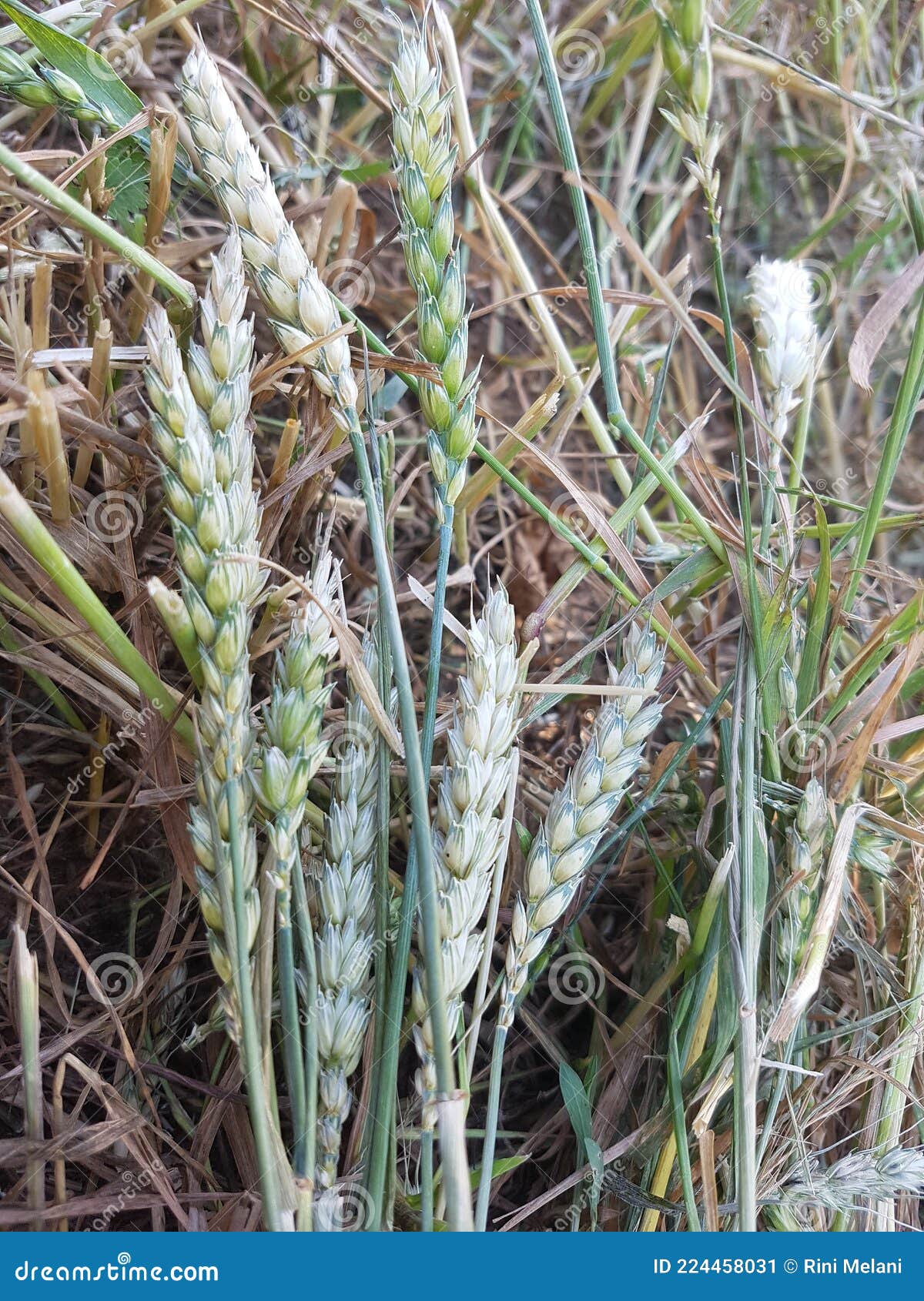 Wheat straw on the grass stock image. Image of straw 224458031