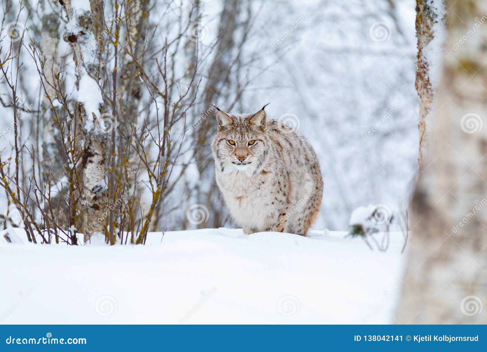 Focused Lynx Cat with Wild Eyes Walking in the Cold Winter Forest Stock ...