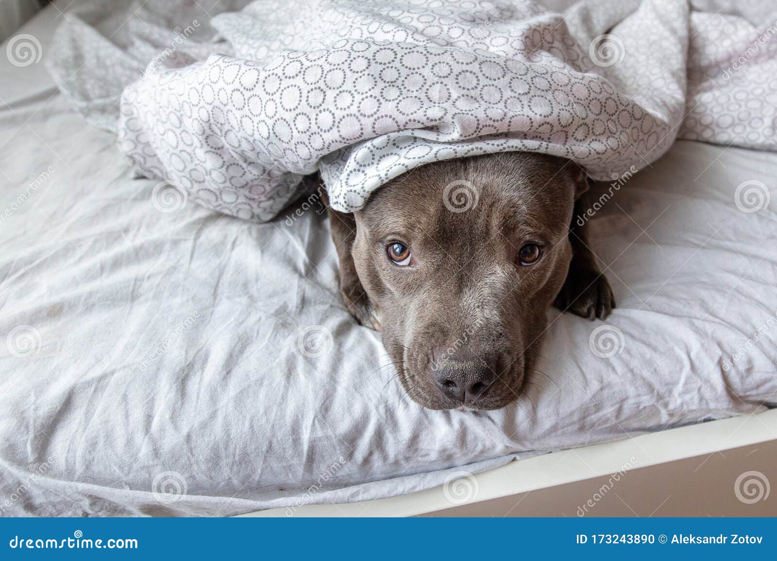 Focused Young Dog Lying Under Blanket On Bed Stock Photo Image Of Friendly Guilty 173243890
