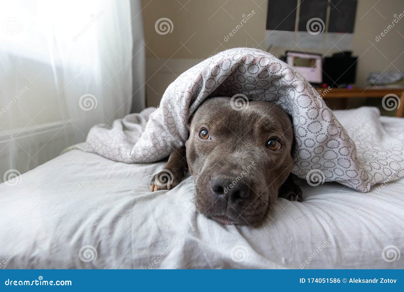 Focused Young Dog Lying Under Blanket On Bed Stock Photo Image Of Calm Doggy 174051586