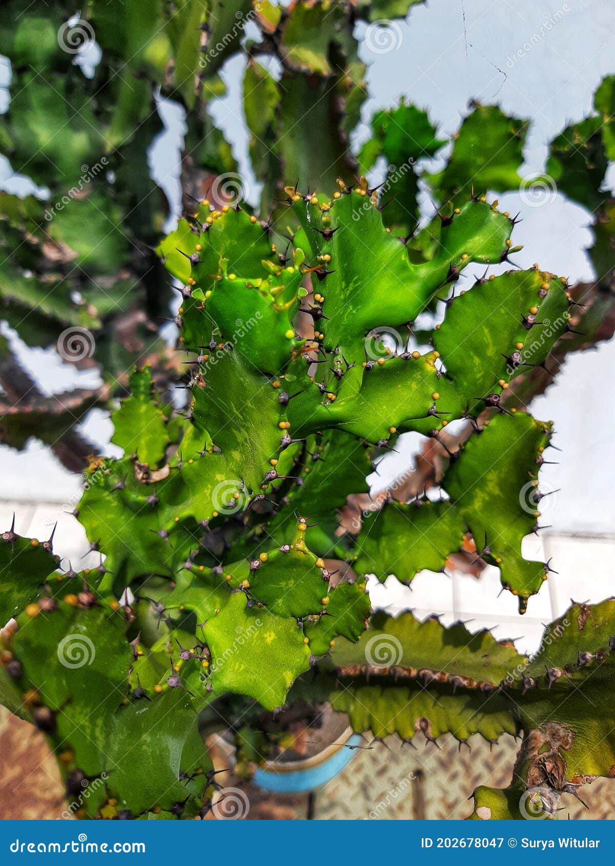 Focusing on Light Green Cactus Stock Image Image of green, plant