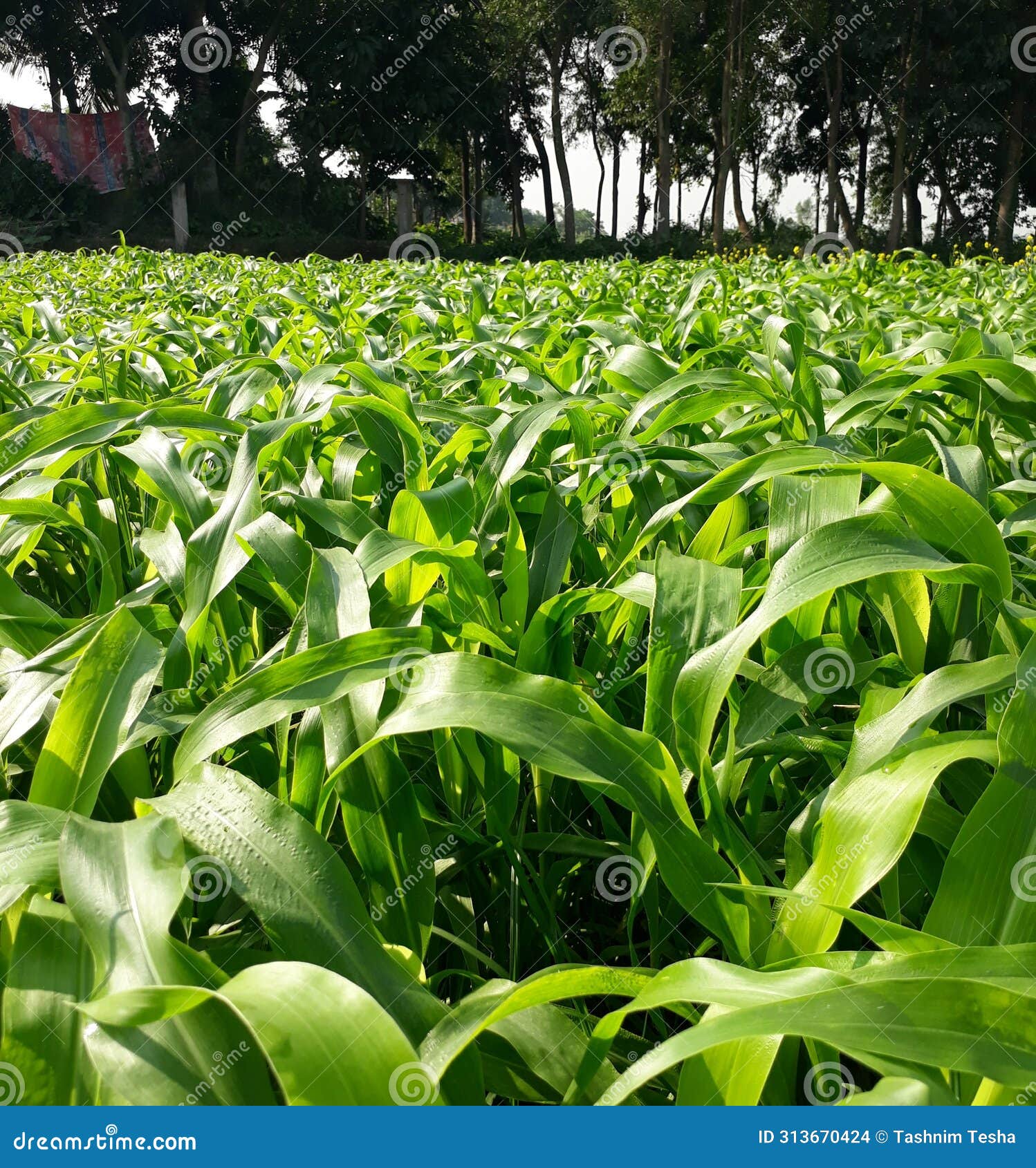 fodder also called provender is any agricultural foodstuff used specifically to feed domesticated livestock, such as cattle,